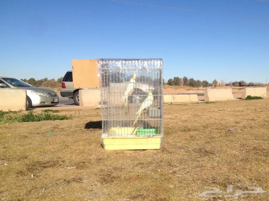 زوج الكروان لاتينو  (image 1)