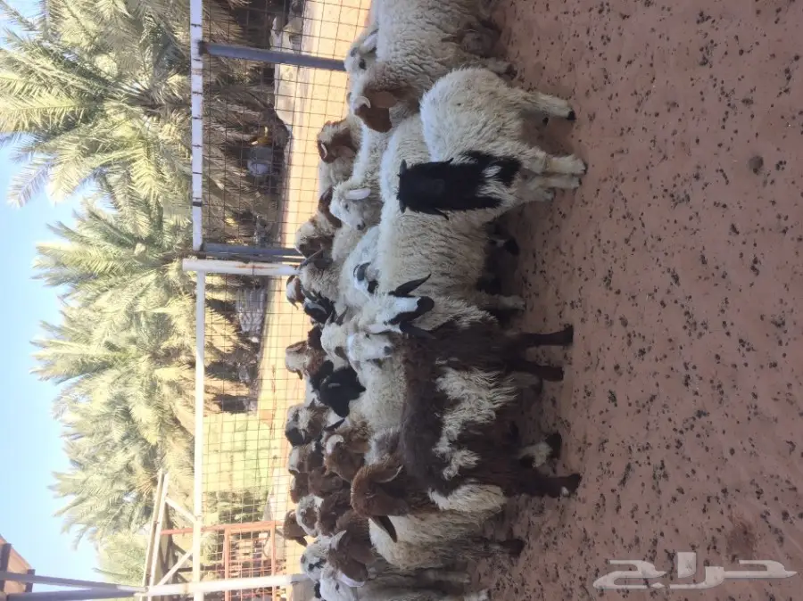 بهم نعيم ذبايح ذينه عدد 47 