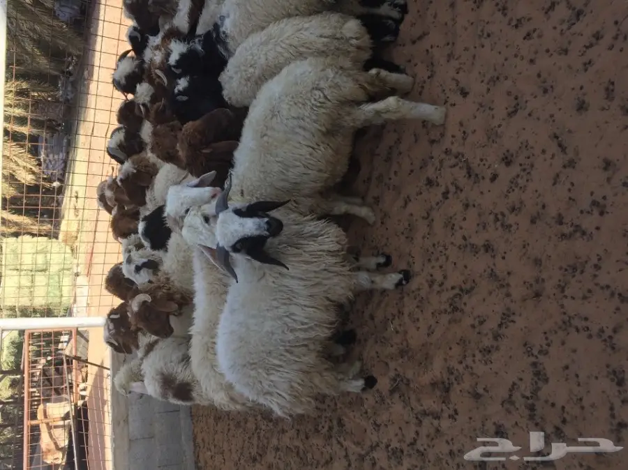 بهم نعيم ذبايح ذينه عدد 47  (image 1)