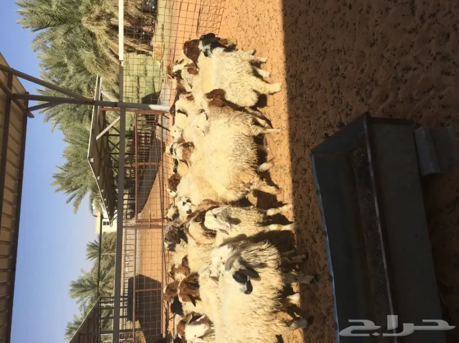 بهم نعيم ذبايح ذينه عدد 47  (image 2)