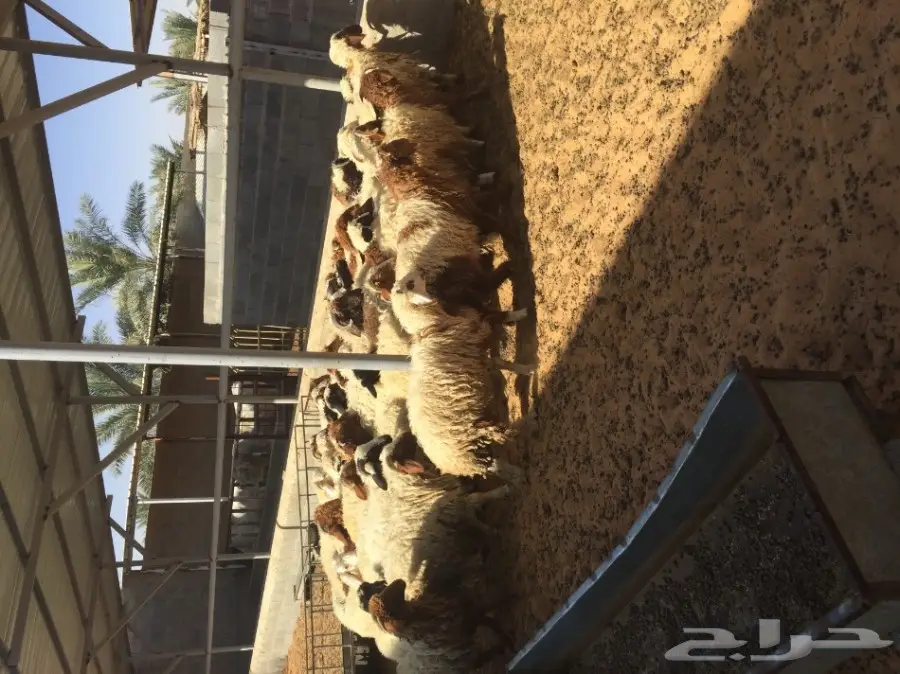 بهم نعيم ذبايح ذينه عدد 47  (image 3)