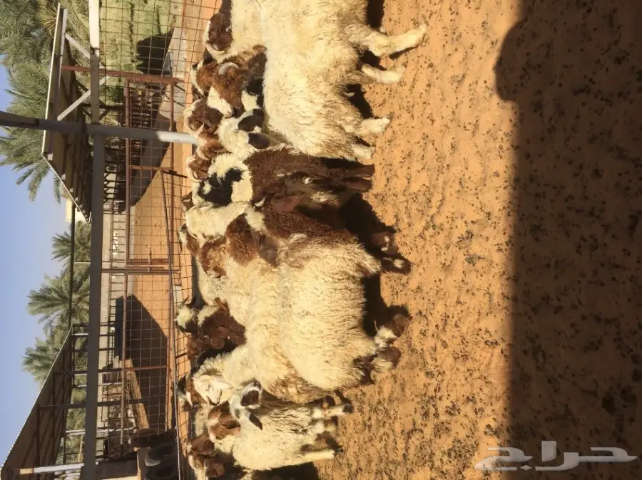 بهم نعيم ذبايح ذينه عدد 47  (image 4)