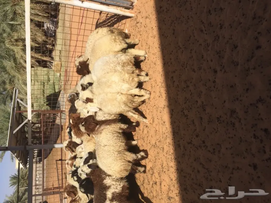 بهم نعيم ذبايح ذينه عدد 47  (image 5)