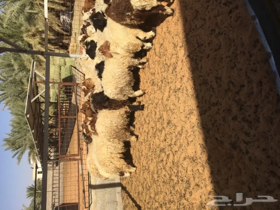 بهم نعيم ذبايح ذينه عدد 47  (image 6)