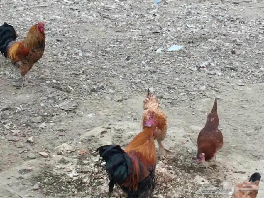 دجاج بلدي (image 7)