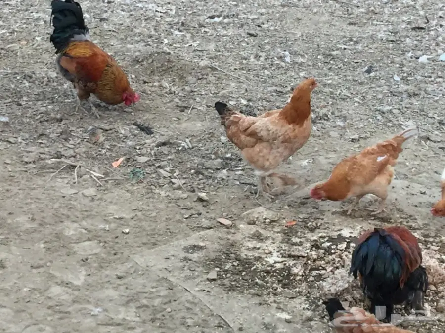 دجاج بلدي (image 8)