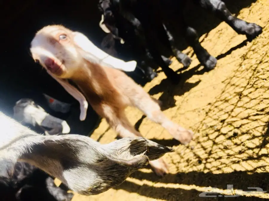 دغور جفرة مزيونة  (image 2)