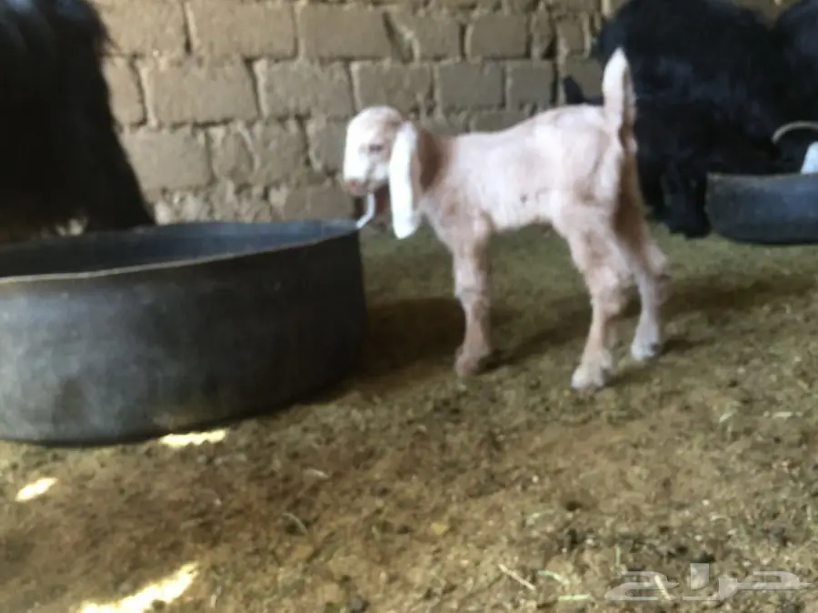 دغور جفرة مزيونة  (image 3)