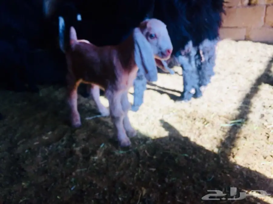 دغور جفرة مزيونة  (image 4)