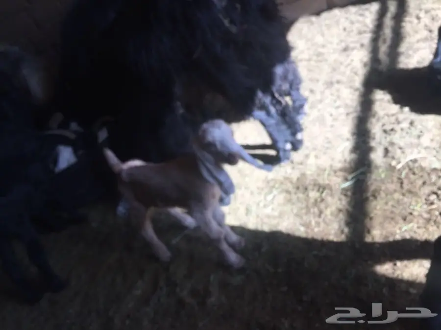 دغور جفرة مزيونة  (image 5)