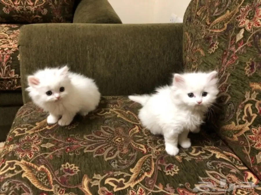 قطط شيرازي 45 يوم للبيع