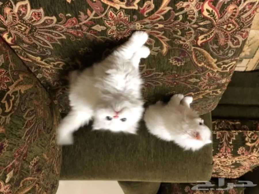 قطط شيرازي 45 يوم للبيع (image 1)