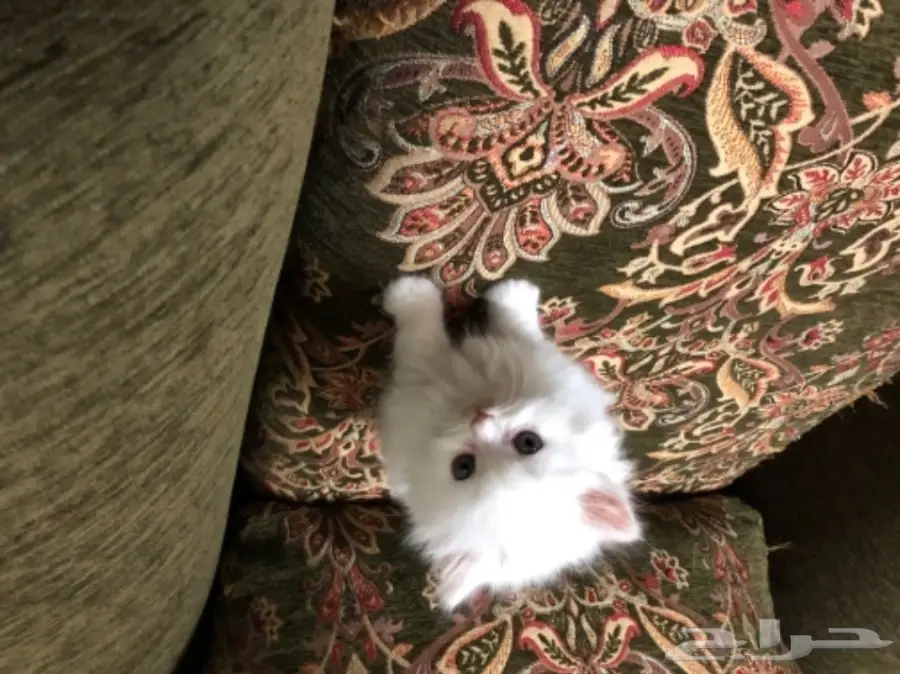 قطط شيرازي 45 يوم للبيع (image 2)