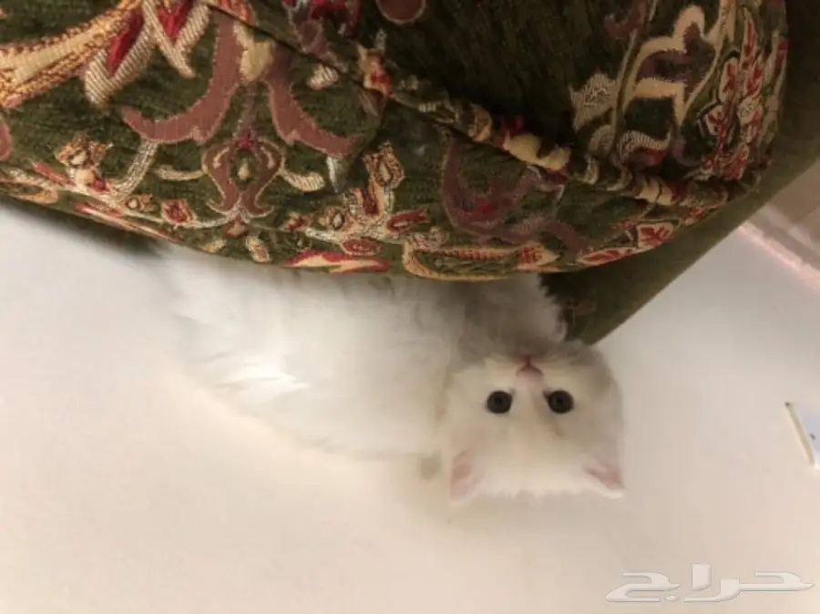 قطط شيرازي 45 يوم للبيع (image 3)