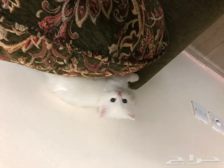 قطط شيرازي 45 يوم للبيع (image 4)