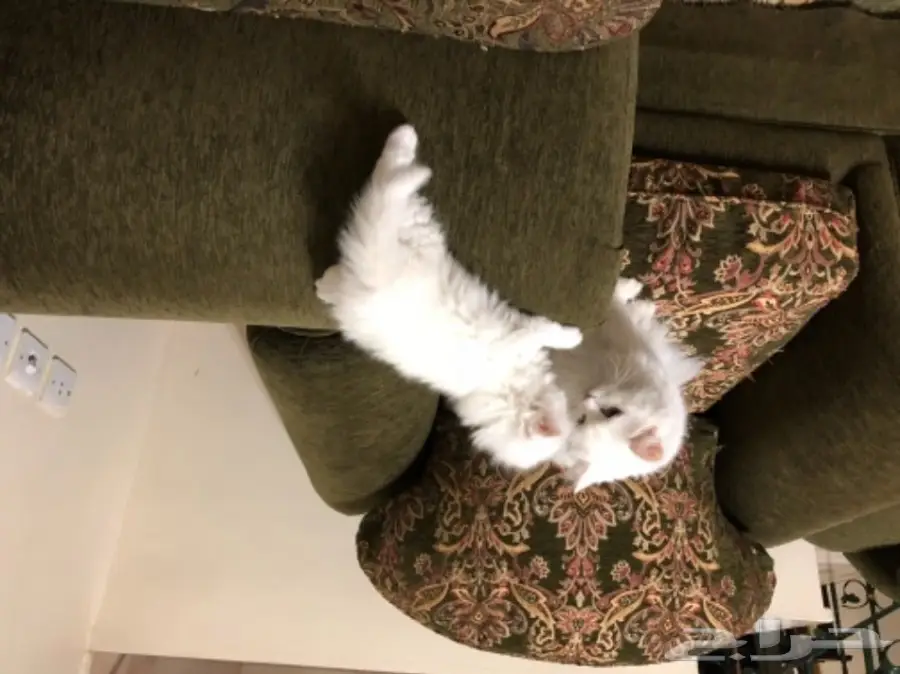 قطط شيرازي 45 يوم للبيع (image 5)