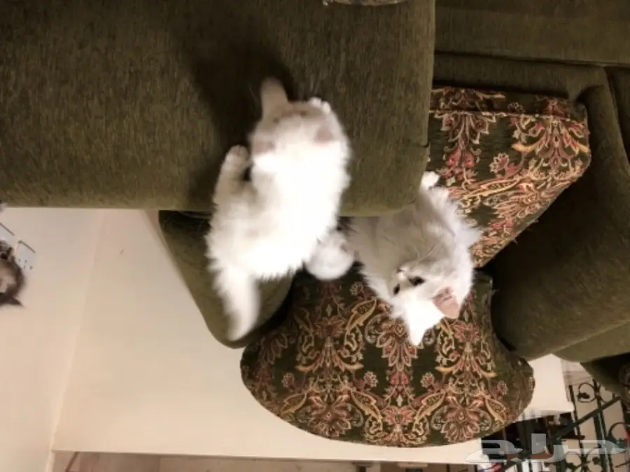 قطط شيرازي 45 يوم للبيع (image 6)