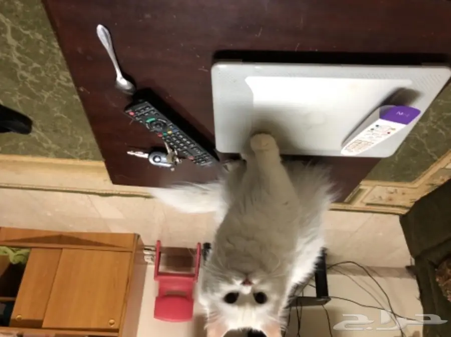 قطط شيرازي 45 يوم للبيع (image 7)