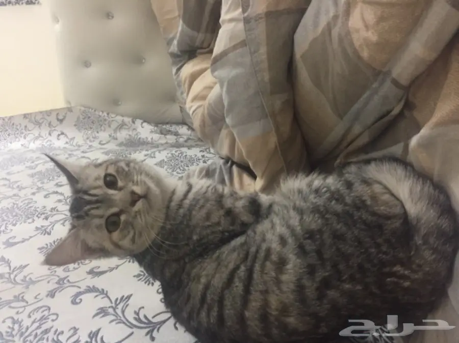 قطط للتبني العاجل - فرصة لبيوت دافئة! (image 1)