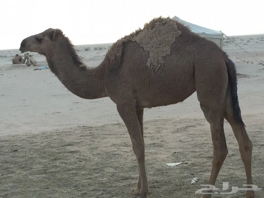 للبيع بكره قصب طيبه