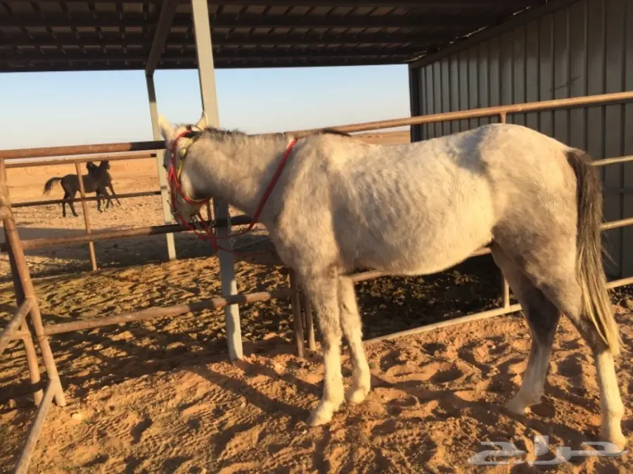 للبيع حصان  (image 2)