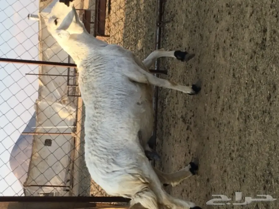 شاه طيبه (image 1)