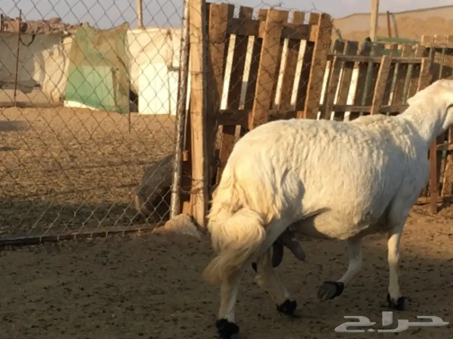 شاه طيبه (image 2)