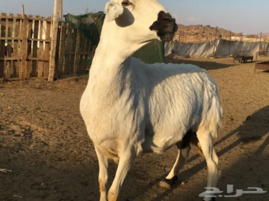 شاه طيبه (image 3)