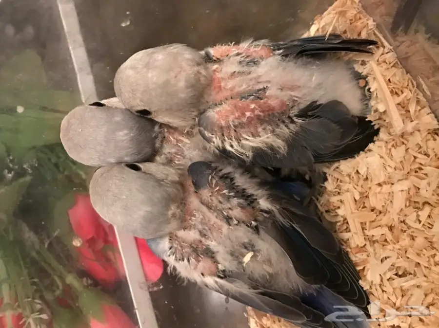 فروخ روز (image 1)