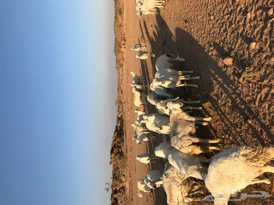 ضأن للبيع  (image 3)