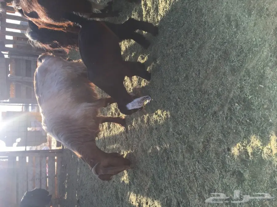 عنز والد تحتها جفره عمرها شهر