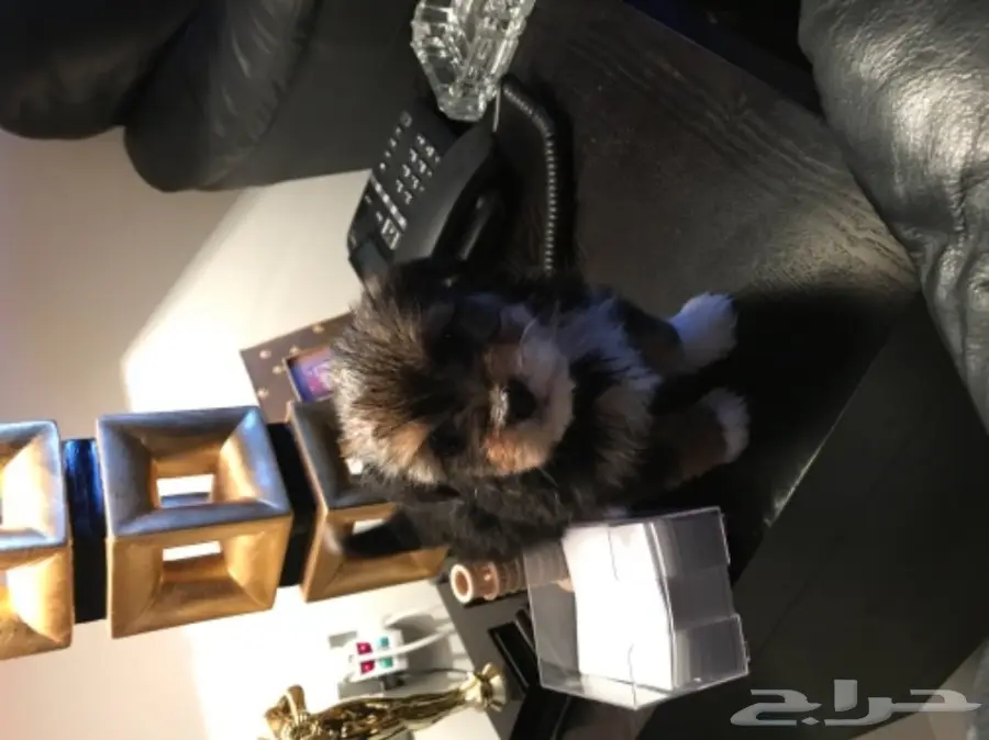 جرو مالتييز انثى للبيع