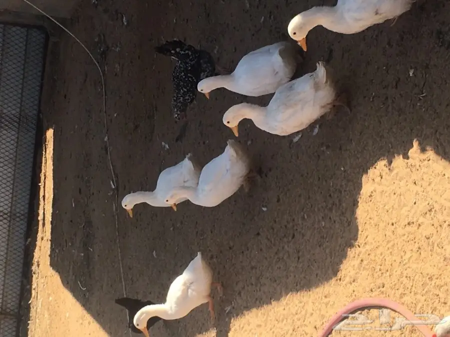 للبيع بط عدد 14