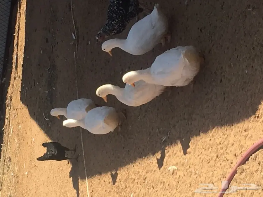 للبيع بط عدد 14 (image 1)