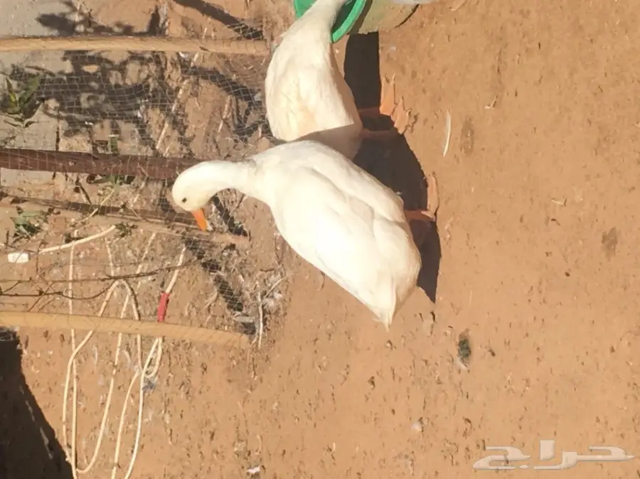 للبيع بط عدد 14 (image 2)