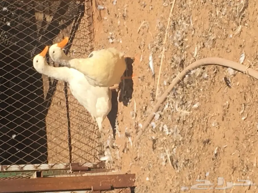 للبيع بط عدد 14 (image 3)