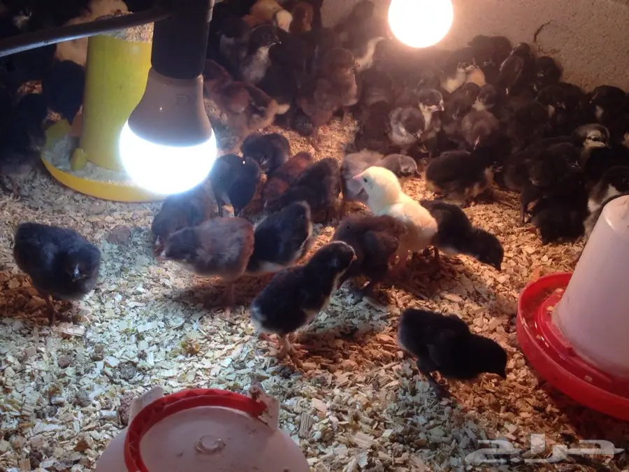 صوص دجاج للبيع  (image 1)