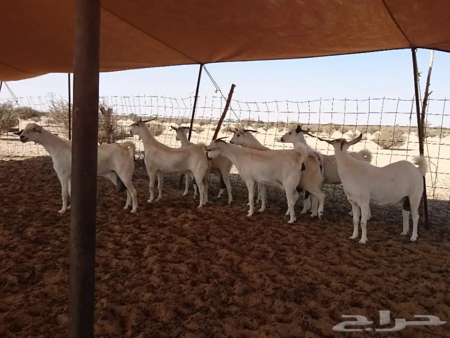 معزاء بيشيات عفر أصيلة (image 2)