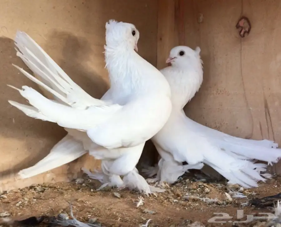 كورينقو منتح