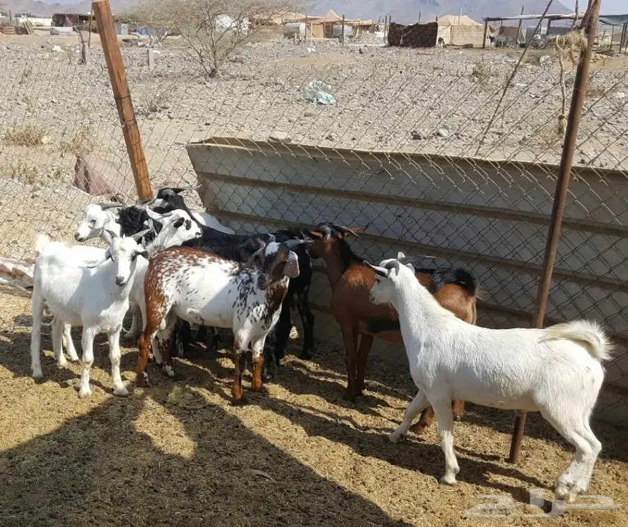تيوس محايل عسير (image 3)