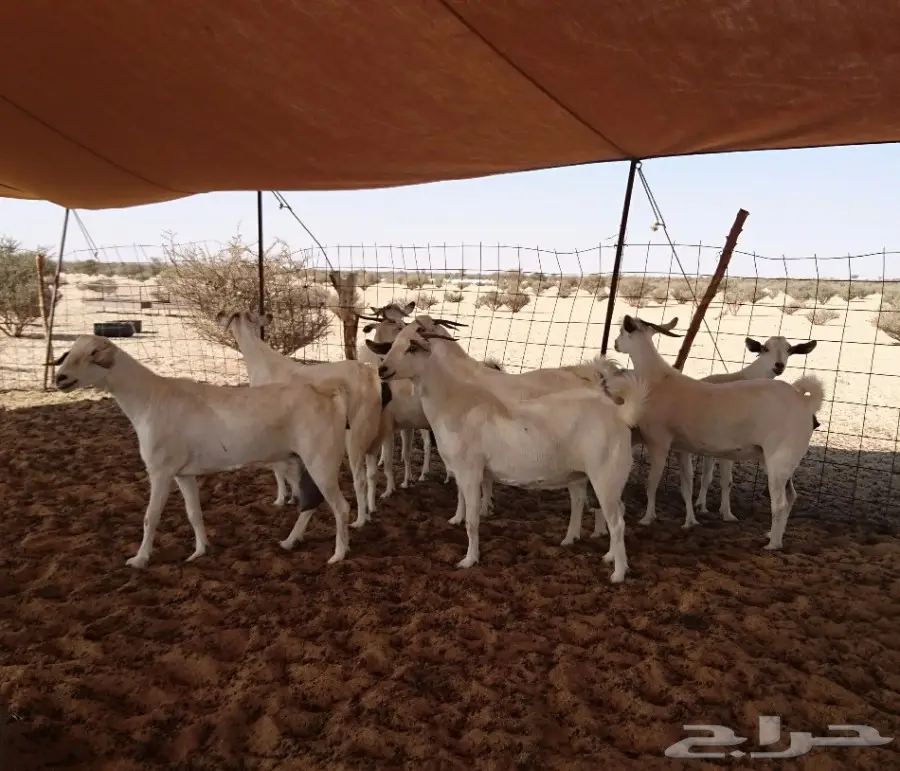 معزاء بيشيات عفر أصيلة (image 1)