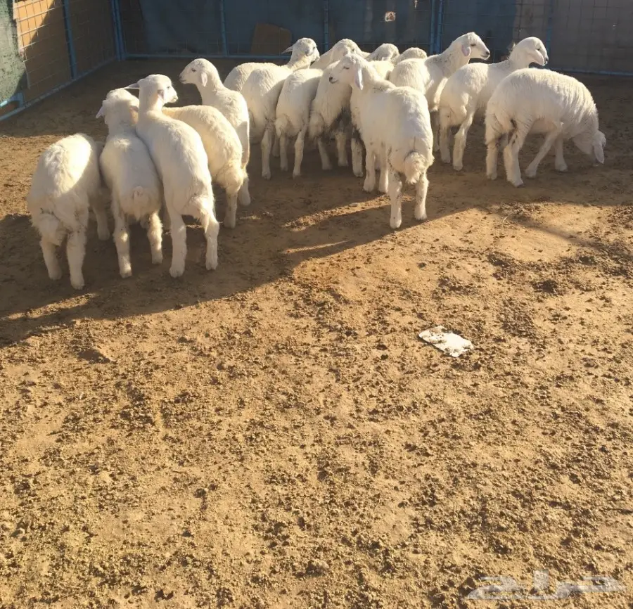 طليان ورخال 19 (image 5)