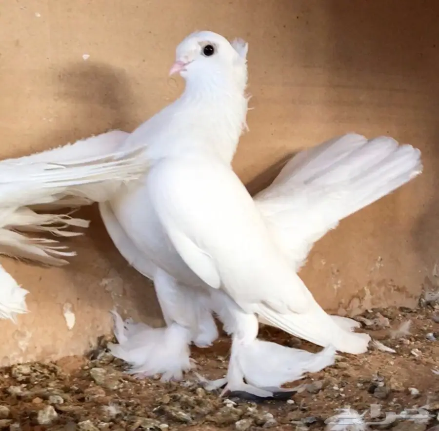 كورينقو منتح (image 2)