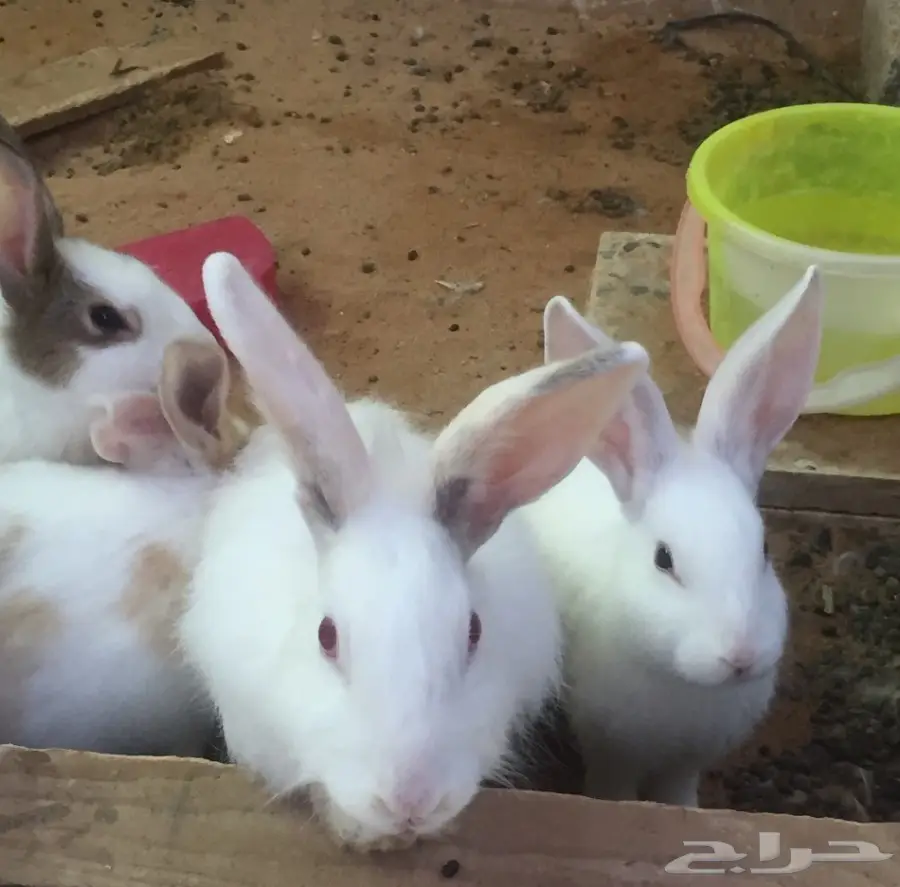 أرانب إنتاج للبيع