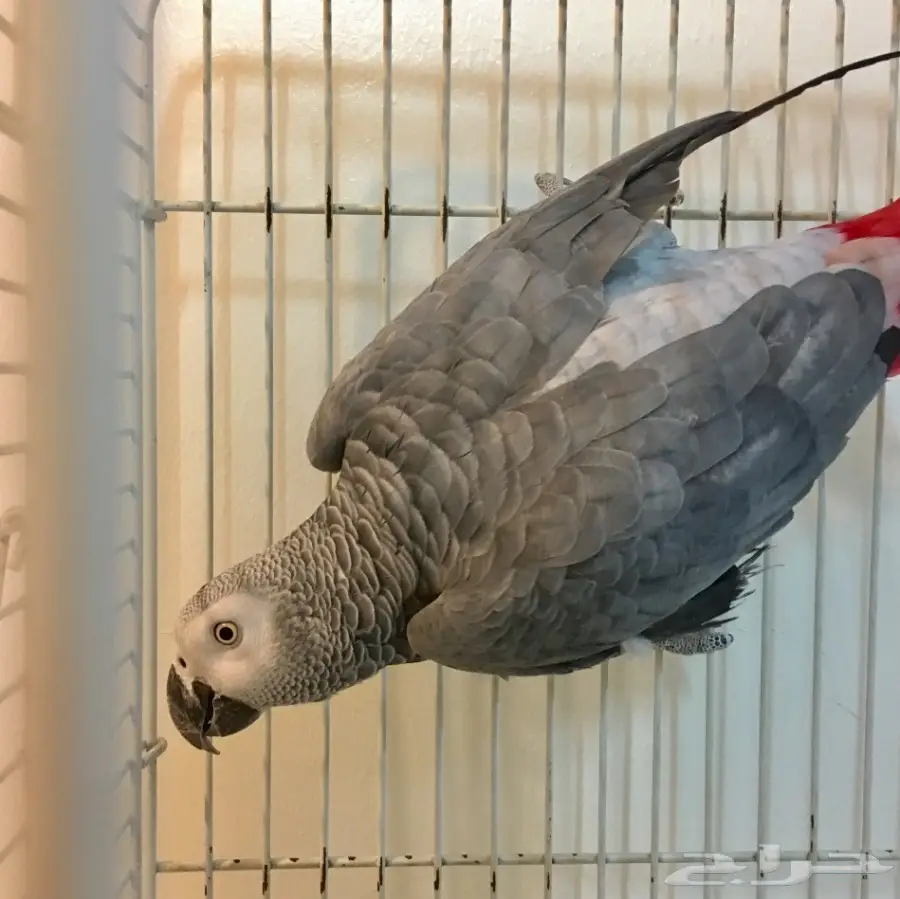 ببغاء كاسكو افريقي متكلم  (image 1)