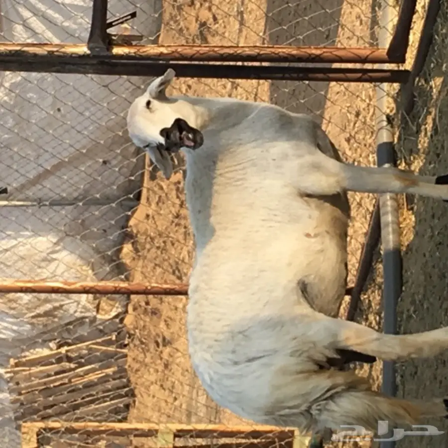 شاه طيبه (image 4)