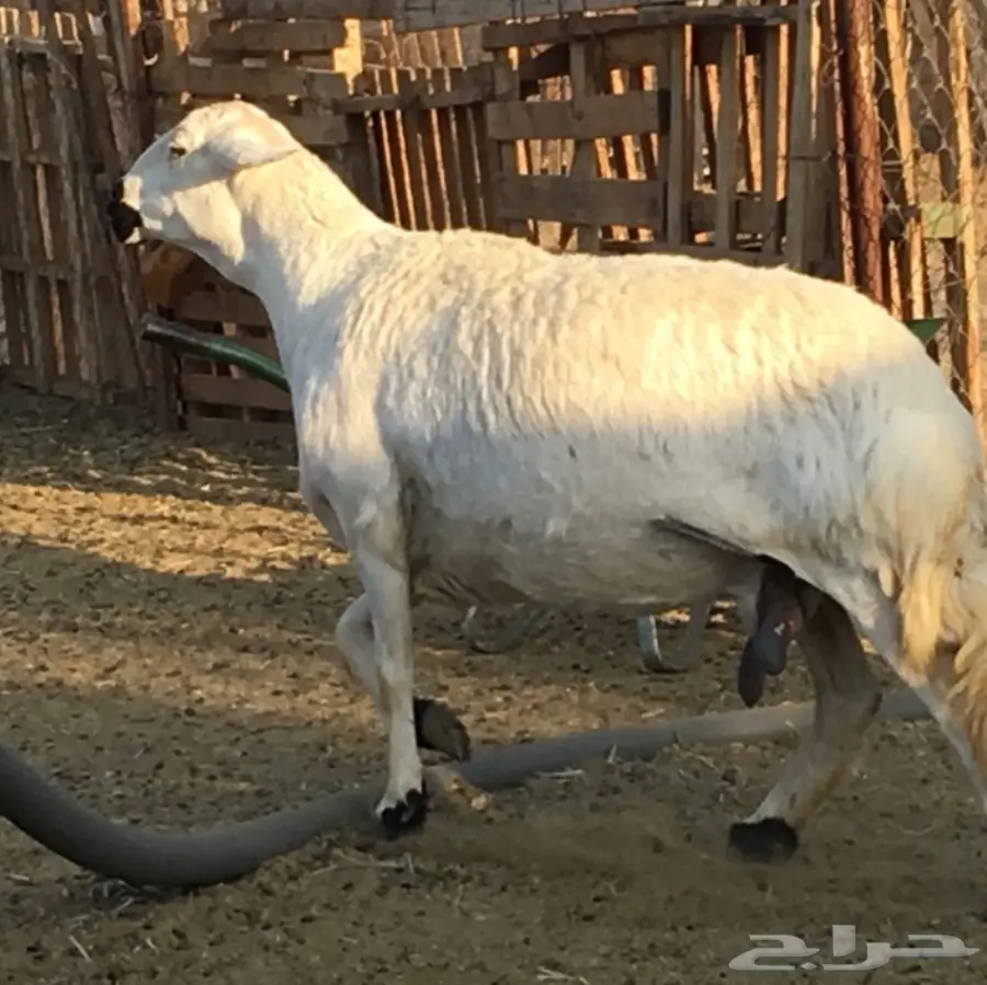 شاه طيبه (image 5)