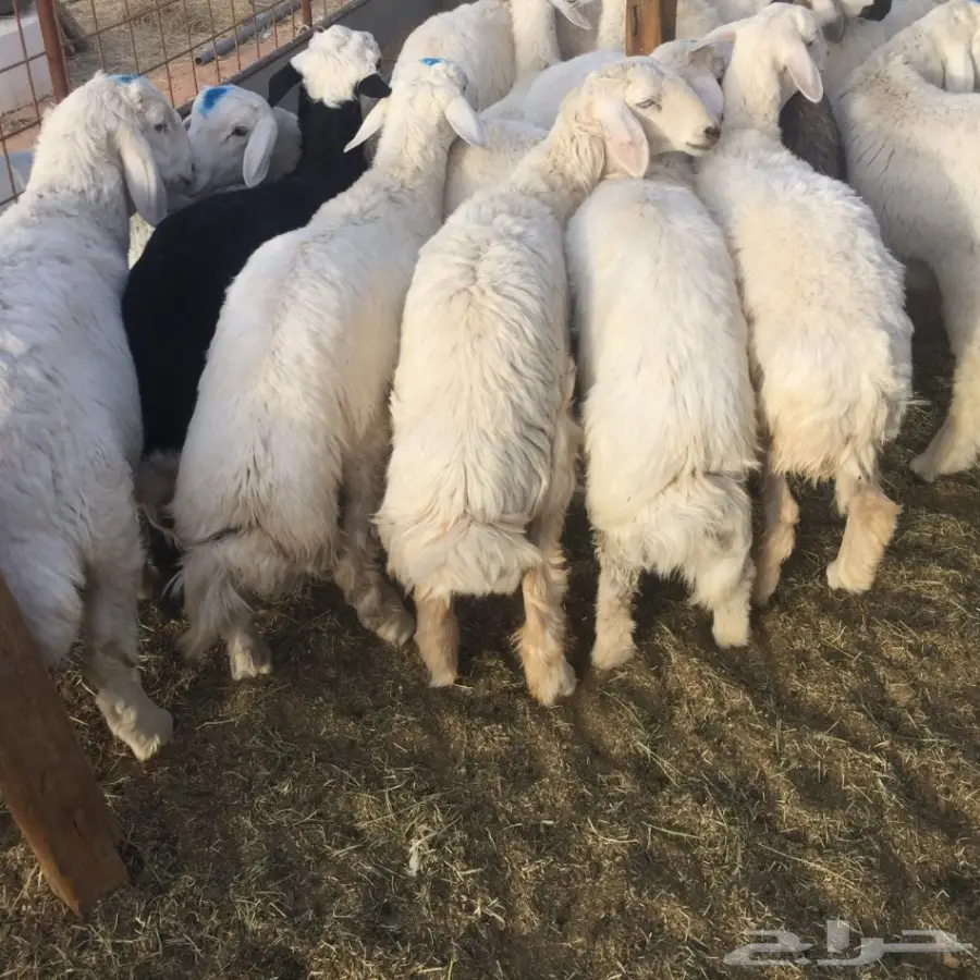 طليان ورخال  للبيع بسعار مناسبة  (image 1)