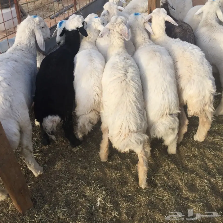 طليان ورخال  للبيع بسعار مناسبة  (image 2)