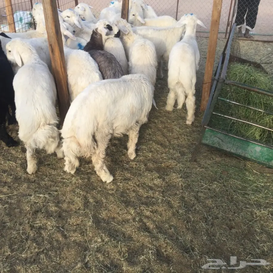 طليان ورخال  للبيع بسعار مناسبة  (image 3)